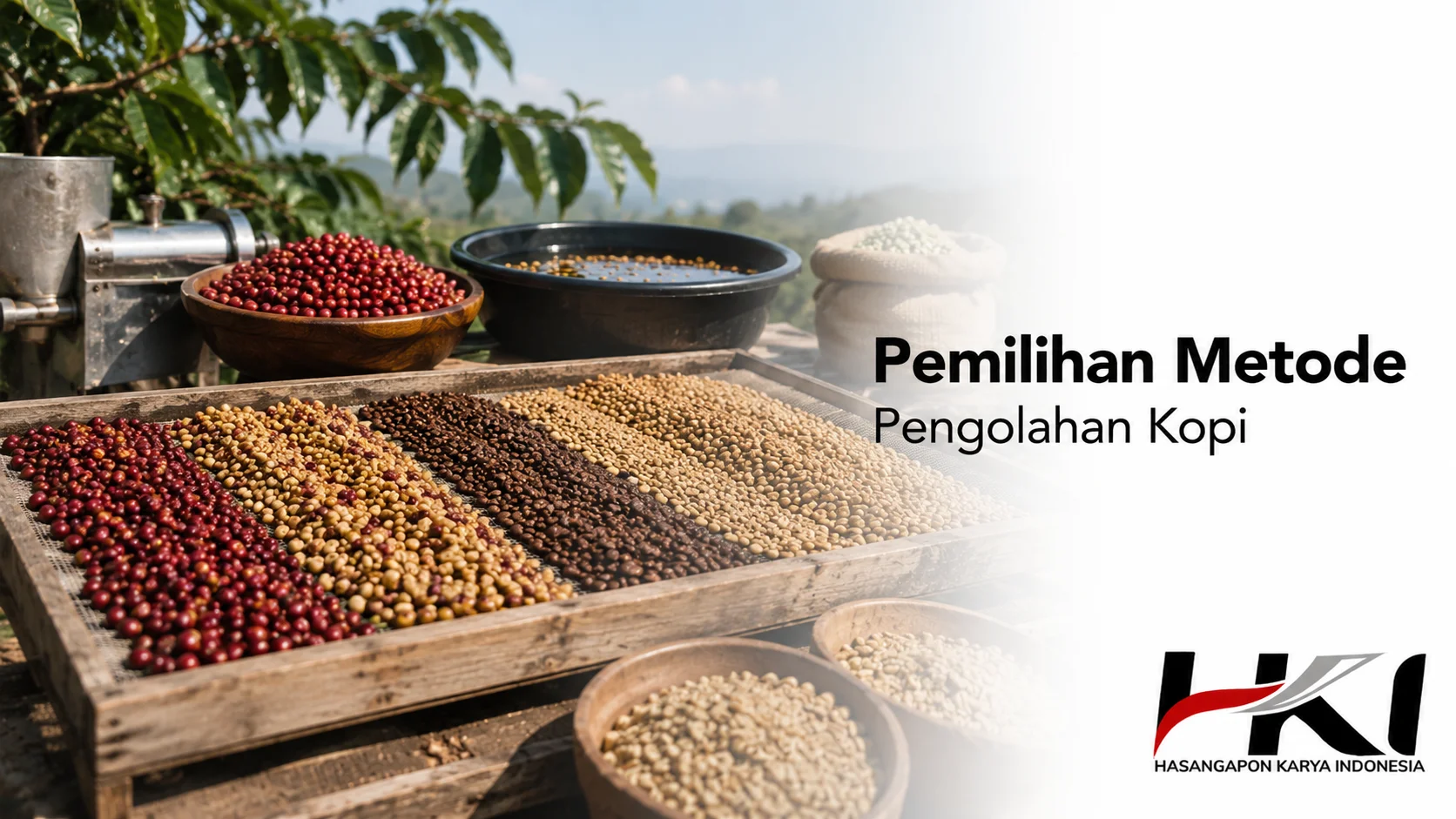 Proses pengolahan kopi mulai dari sortasi, pengeringan, hingga menghasilkan biji kopi berkualitas siap diproses lebih lanjut